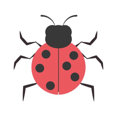 uğur böceği hayvan böcek Bahçe