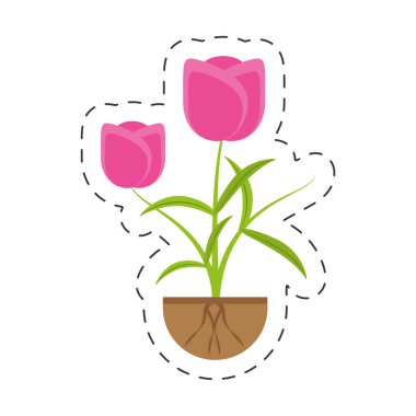 Lale çiçek bitki yetiştirme