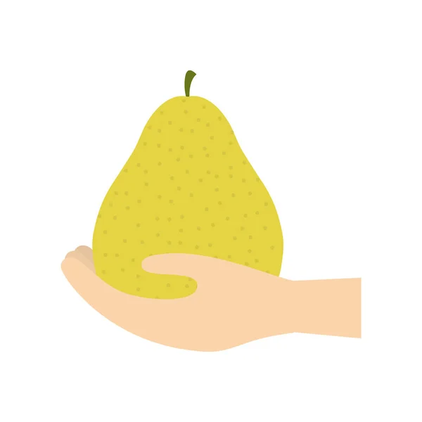 Hand holding pear fruit — Stock Vector