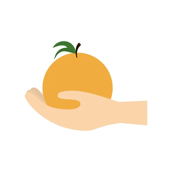 Mão segurando frutas laranja — Vetor de Stock