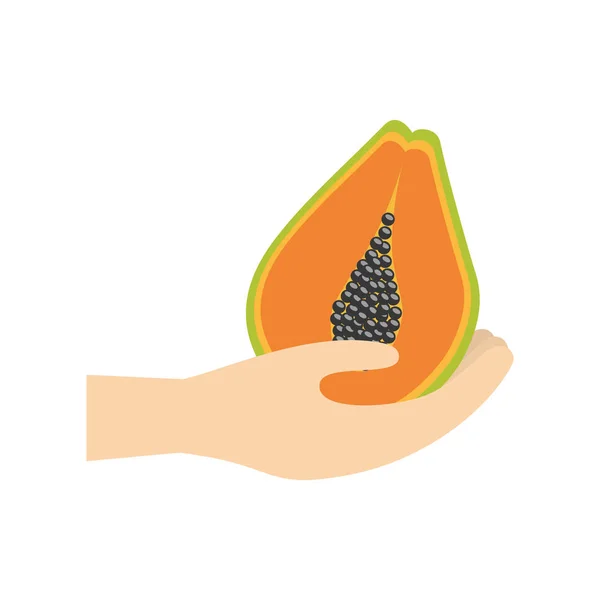 Hand hält Papaya-Frucht — Stockvektor
