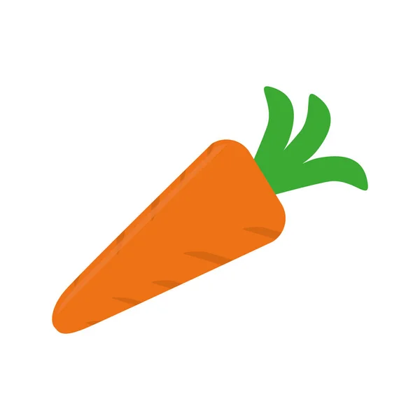 Cenoura vegetal fresco — Vetor de Stock