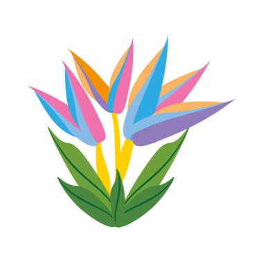 cennet kuşu çiçeği bahar