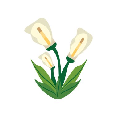 Calla lily çiçek resim