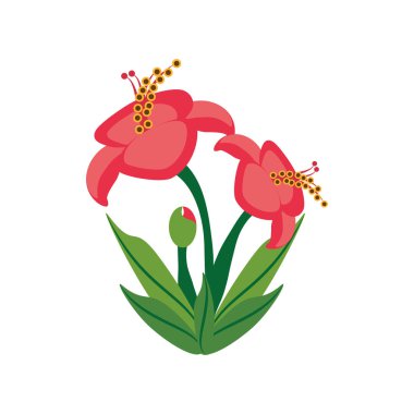 Hibiscus çiçek bahar görüntü