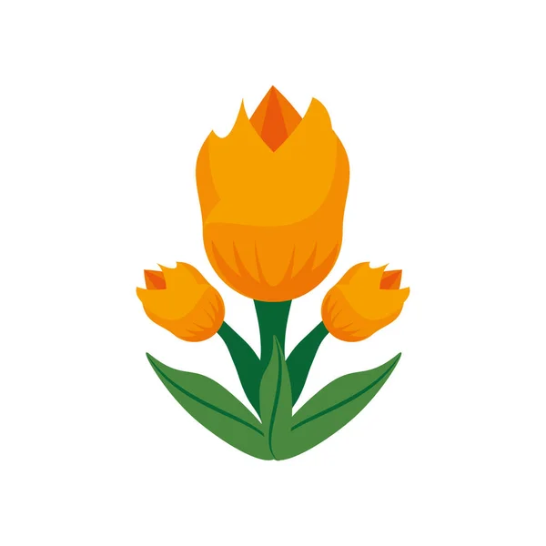 Tulipán flor primavera imagen — Vector de stock