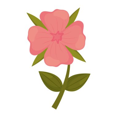 Sardunya çiçeği kök yaprakları