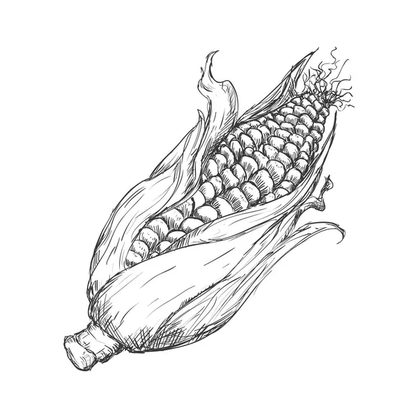 Légumes dessin à la main — Image vectorielle