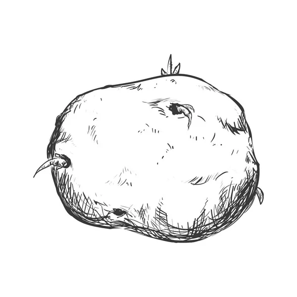 The Daily Potato A Look at a Daily Drawing Project  RozWoundUp