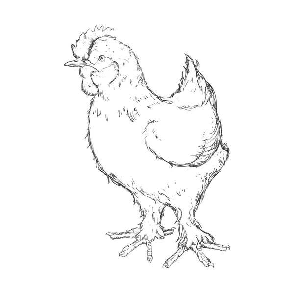 Csirke napszámos rajzolása — Stock Vector