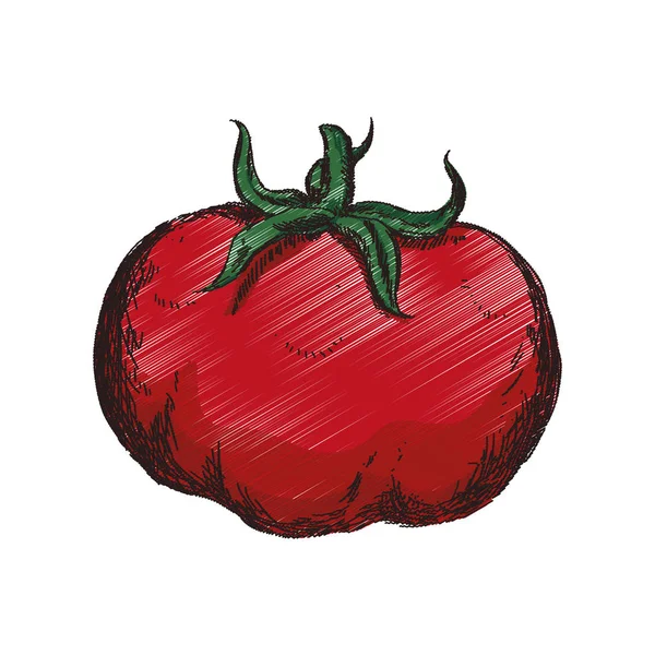 Tomate Desenho de mão vegetal —  Vetores de Stock