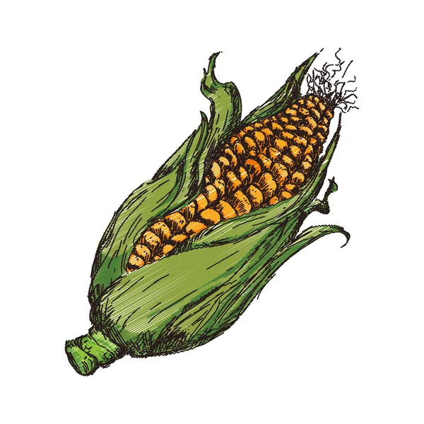 Maïs Légumes dessin à la main — Image vectorielle