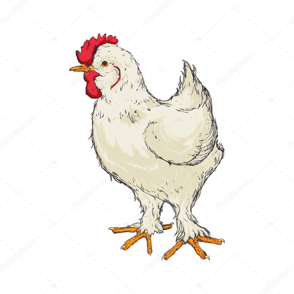 Farm chicken hand draw — Stock Vector © djv #149802532