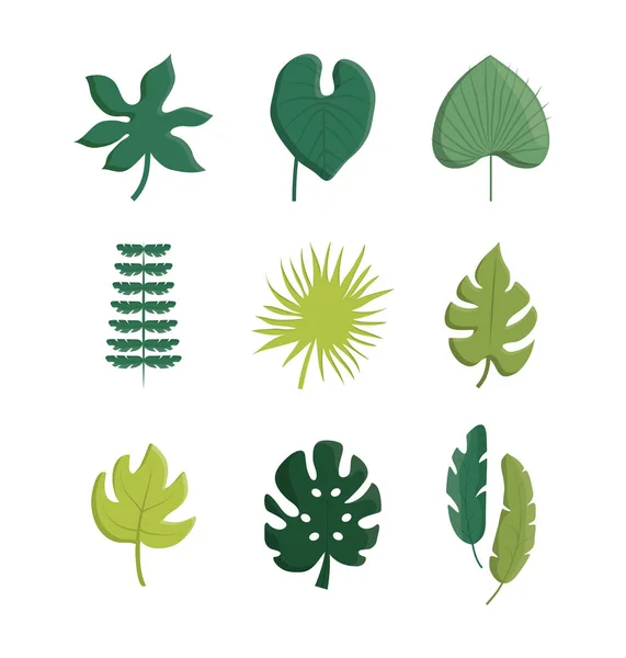 Disegno foglie tropicali — Vettoriale Stock