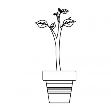 Doğal bitki ekoloji