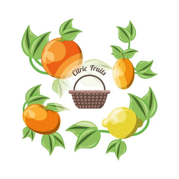 柑橘類の設計 — ストックベクタ