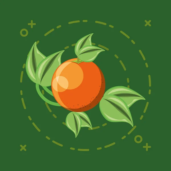 Diseño de frutas cítricas — Vector de stock