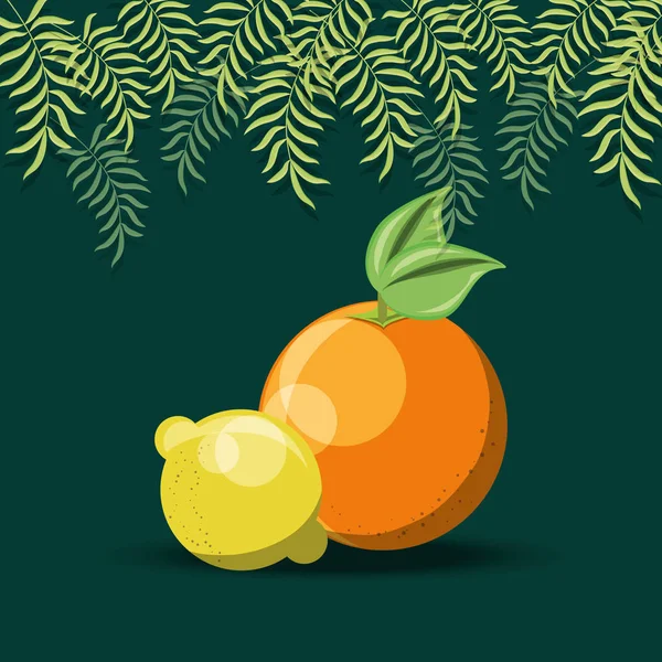 Diseño de frutas cítricas — Vector de stock