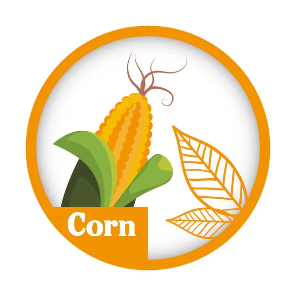 Corn vegetable fresh healthy label — Stock Vector