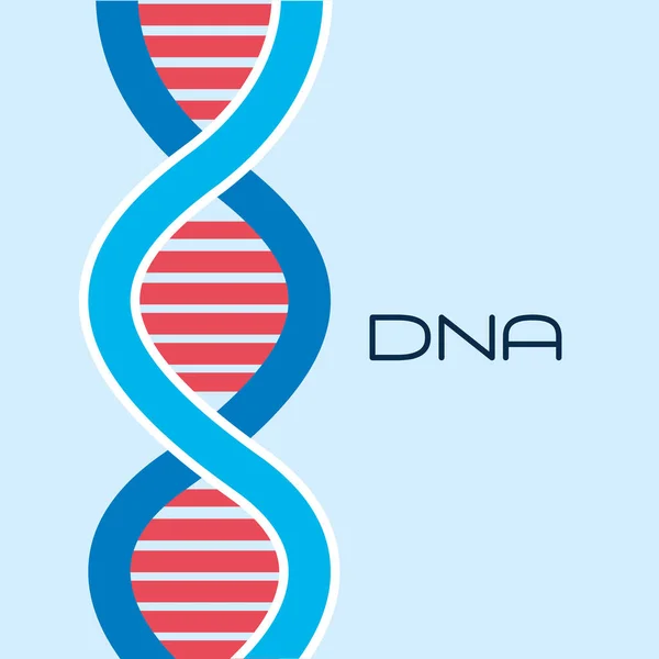 DNA molecula design — Stock Vector