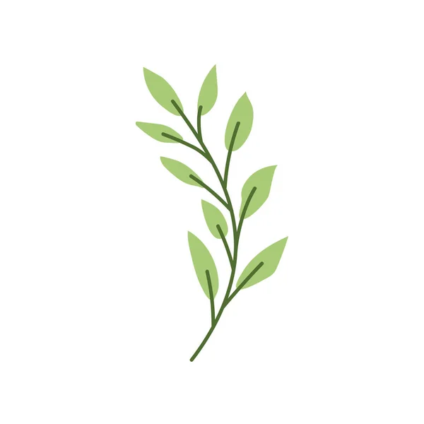 Zweig mit Blatt auf weißem Hintergrund — Stockvektor