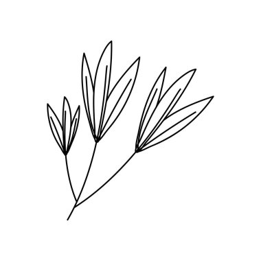 Beyaz arkaplanda yaprak olan dal