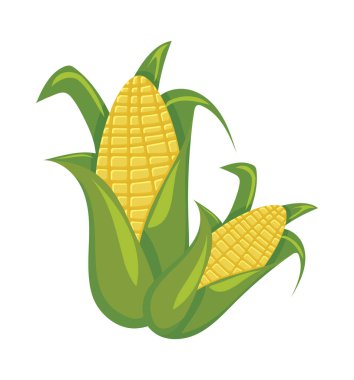 Beyaz arkaplanda tatlı mısır