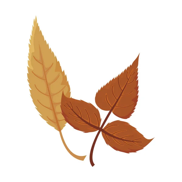 Красивые осенние листья на белом фоне — стоковый вектор