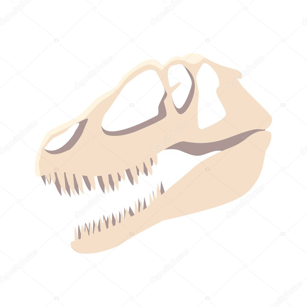 dinosaur skull on white background