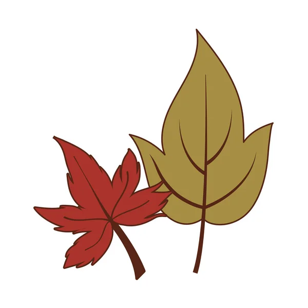 분리 된 2 개의 가을 잎 벡터 디자인 — 스톡 벡터