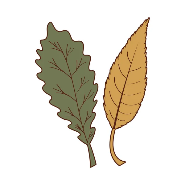 Diseño vectorial aislado de dos hojas de otoño — Vector de stock