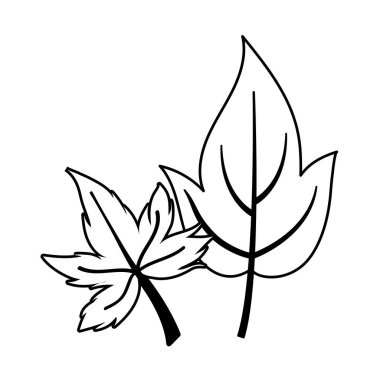 İzole edilmiş iki sonbahar yaprağı vektör tasarımı