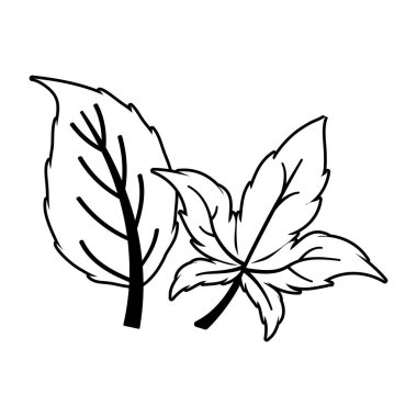 İzole edilmiş iki sonbahar yaprağı vektör tasarımı