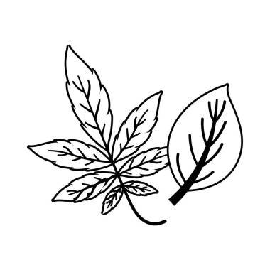 İzole edilmiş iki sonbahar yaprağı vektör tasarımı