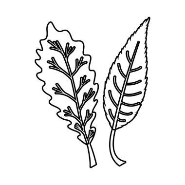 İzole edilmiş iki sonbahar yaprağı vektör tasarımı