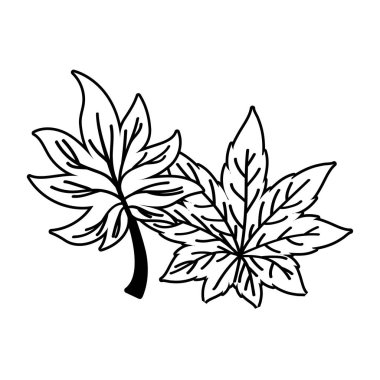 İzole edilmiş iki sonbahar yaprağı vektör tasarımı