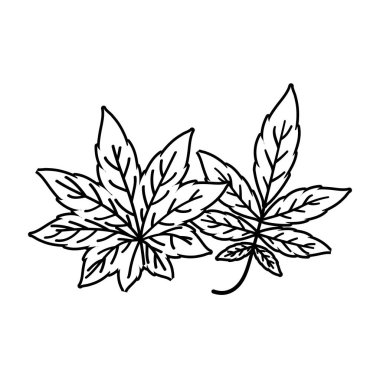 İzole edilmiş iki sonbahar yaprağı vektör tasarımı