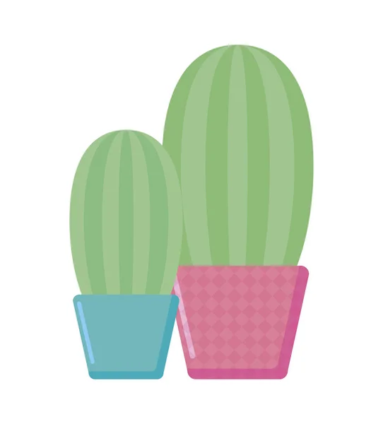 Isolerade kaktusväxter inuti krukor vektort design — Stock vektor