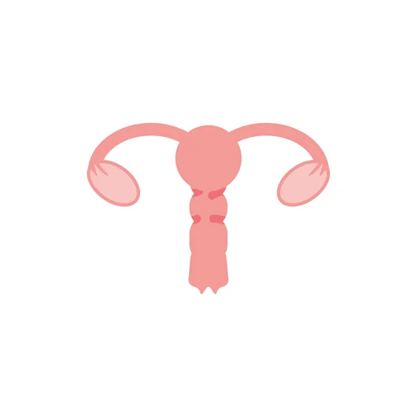 Isolated reproductive system icon vector design — Stock Vector