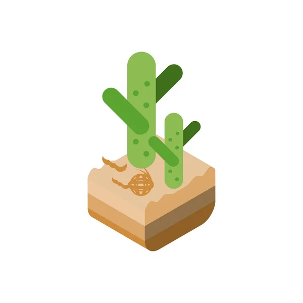 Cactus isométrico aislado en el diseño del vector del desierto — Vector de stock