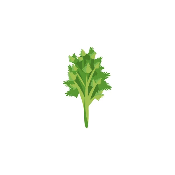 분리 된 상추 식물 벡터 설계 — 스톡 벡터