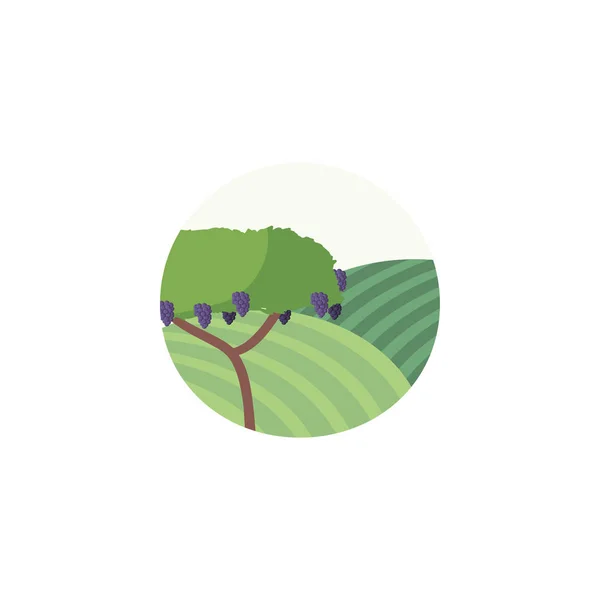 Isolated grapes tree vector design — 스톡 벡터