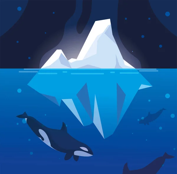 Whit iceberg de baleia assassina a flutuar no mar —  Vetores de Stock
