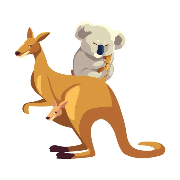 Canguro y koala sobre fondo blanco — Vector de stock