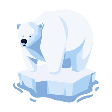 polar bear on an ice floe drifting on white background