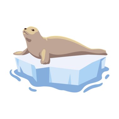 seal on an ice floe drifting
