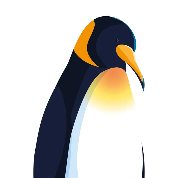 Keizer pinguïn op witte achtergrond — Stockvector