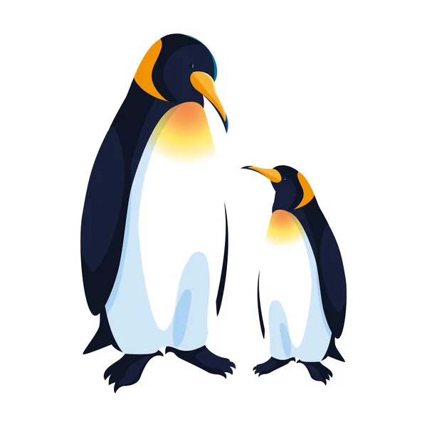 Imperador pinguins casal no fundo branco —  Vetores de Stock