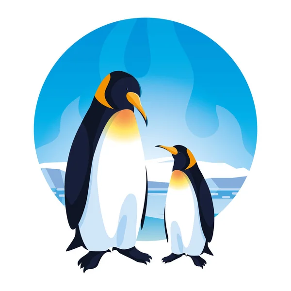 Emperador pingüinos pareja sobre fondo blanco — Vector de stock