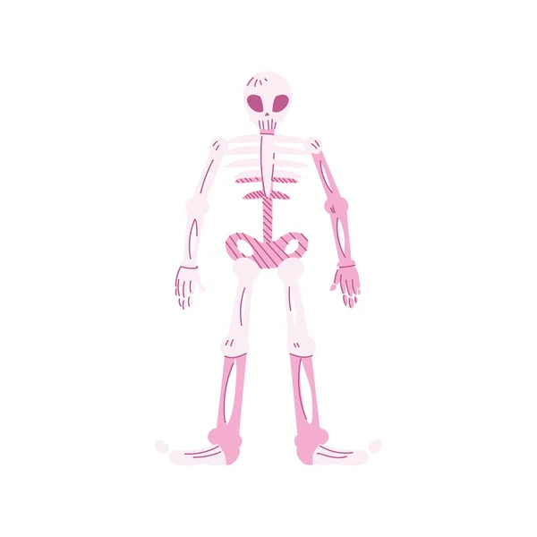 Esqueleto humano, parte del cuerpo sobre fondo blanco — Archivo Imágenes Vectoriales